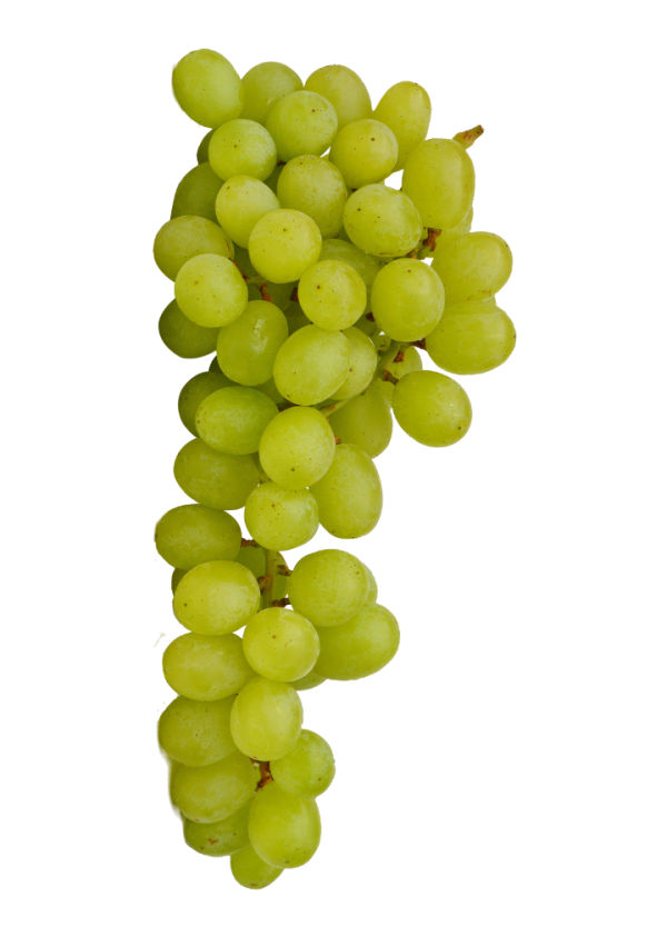 uva blanca aledo