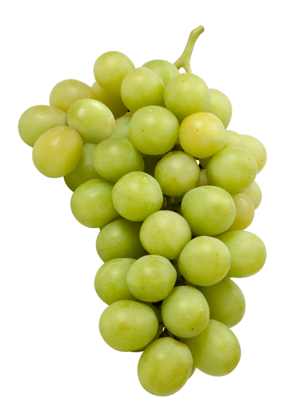uva dominga blanca